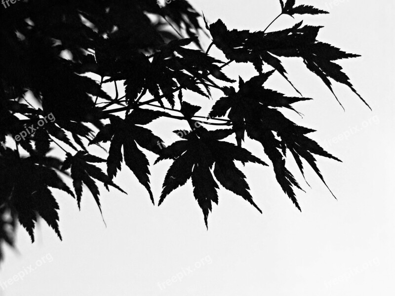 Black And White Foliage Branch Chinese Maple Stunted