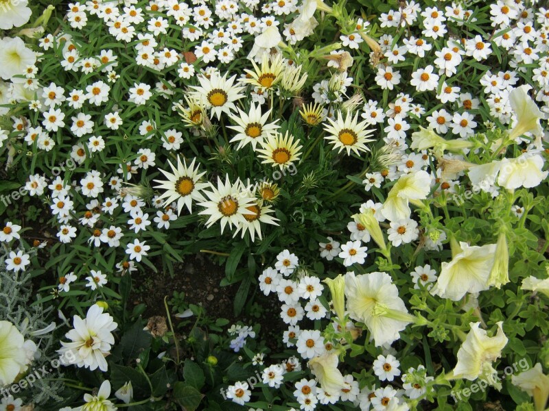 Flowers Blütenmeer Bed Discounts Decoration