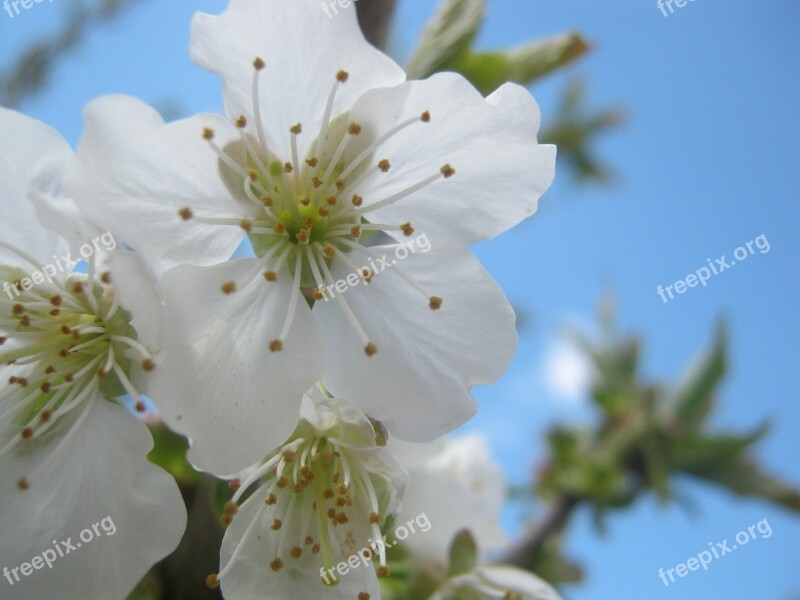 Cherry Blossom Spring Blossom Bloom Blossom