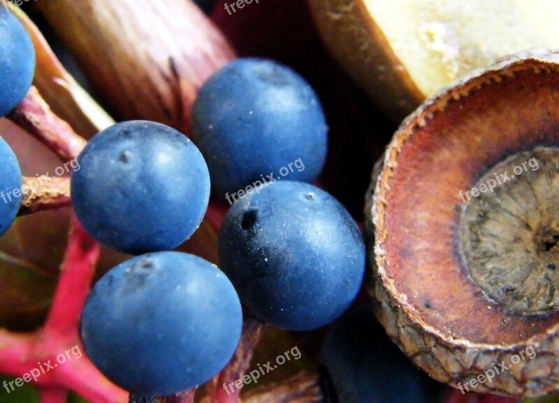 Macro Blue Berries Autumn Decoration