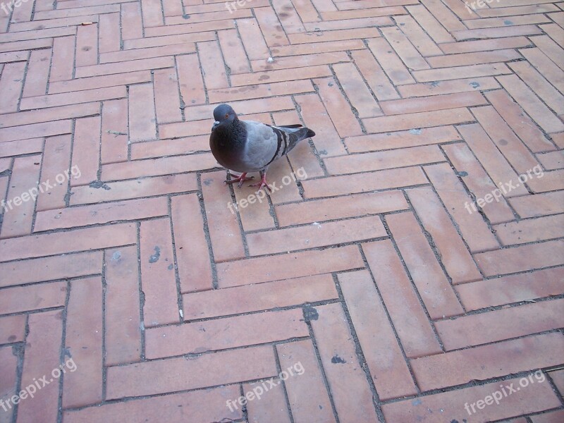 Pigeon Colombo Bird Pigeon Birds Free Photos