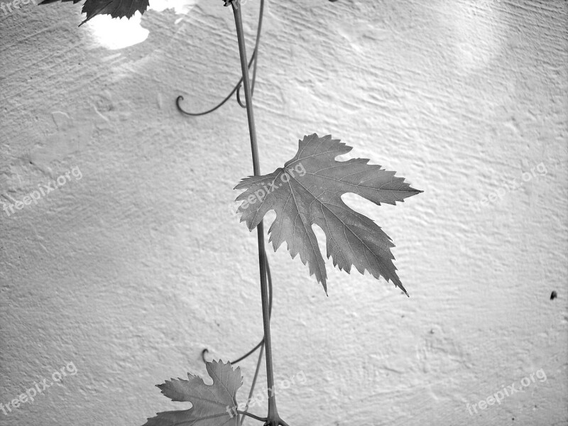 Leaf Screw Wine Plant Creeper