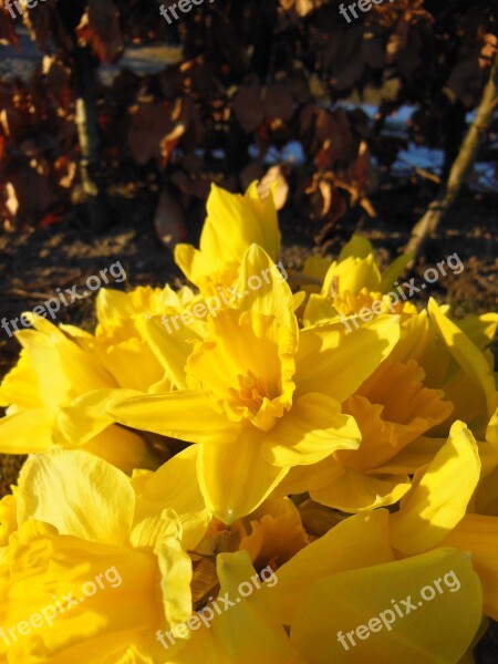 Daffodils Close-up Harbingers Of Spring Sunshine Yellow