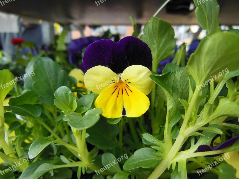 Horned Violet Purple Yellow Spring Harbinger Of Spring