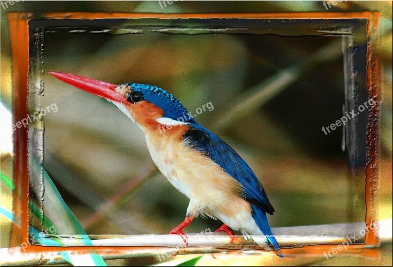 Colorful Bird Animal Namibia Africa