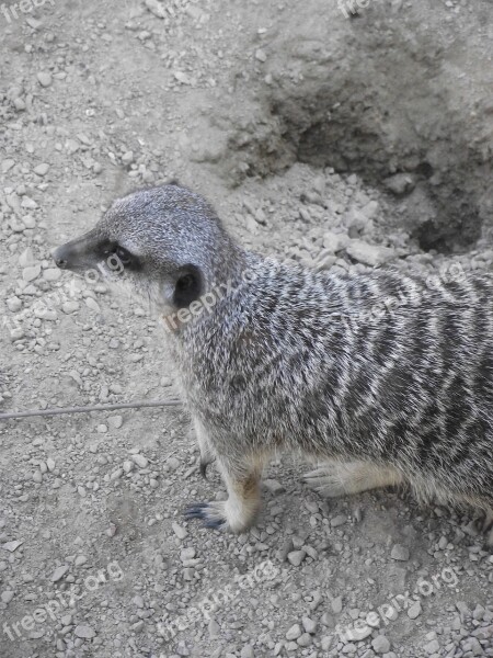 Meerkat Wild Zoo Nature Animals