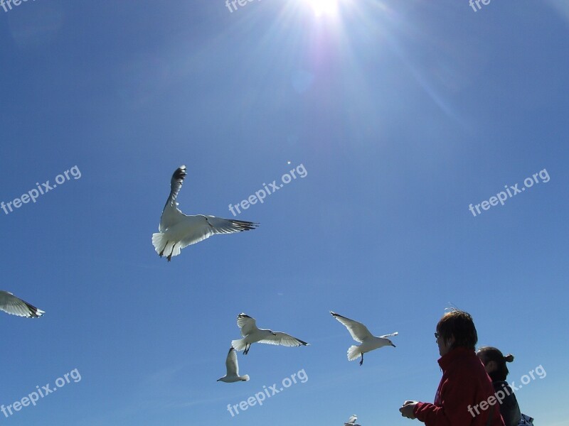 Gulls Flying Blue Sky Free Photos