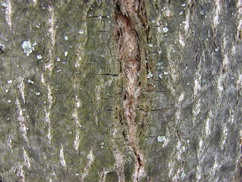 Tree Bark Wood Tree Bark Trees