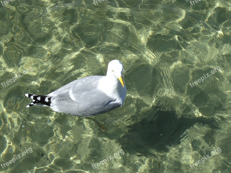 Gull Water Nature Free Photos