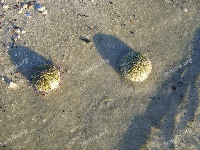 Jeżowca Mar Sand Nature Ocean