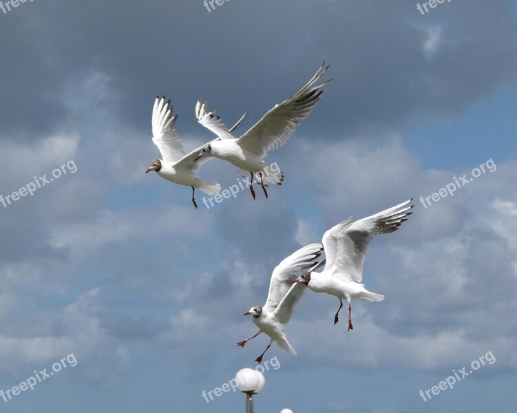 Chroicocephalus Ridibundus Birds Flying Flight Sky