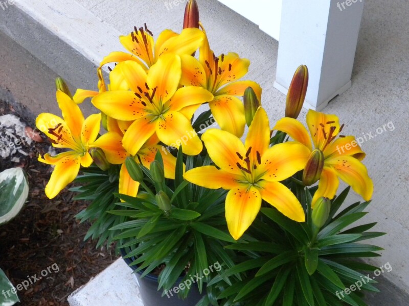 Yellow Lily Yellow Lily Flower Nature