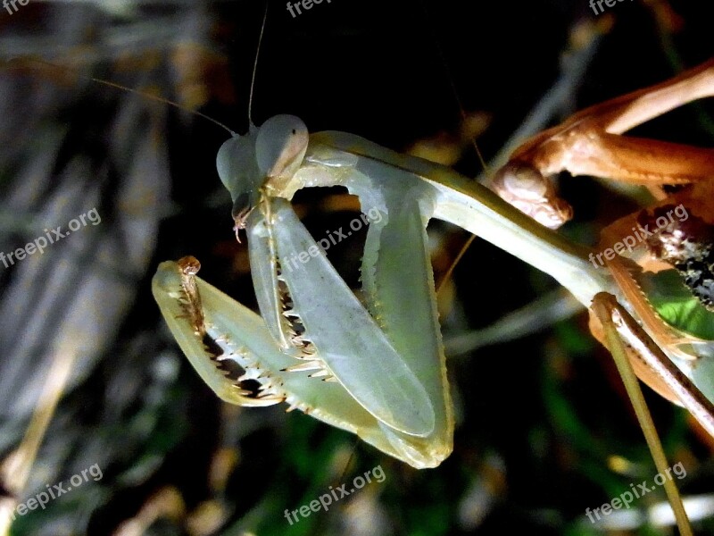 Fishing Locust Praying Mantis Insect Feeding Food