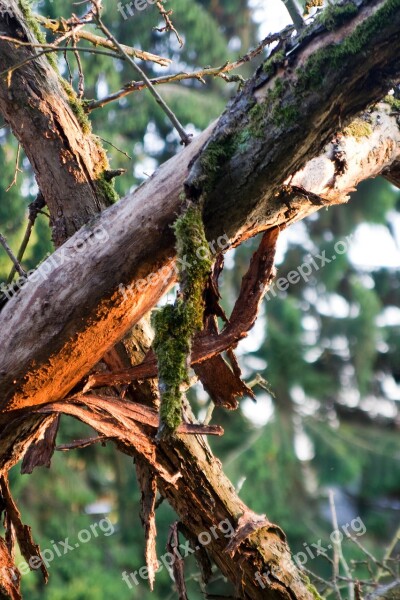 Dead Wood Moss Tree Nature Free Photos