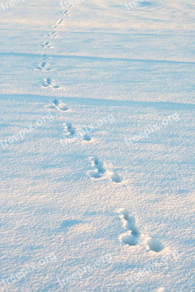 Winter Snow Rabbit Tracks Animal Tracks Free Photos