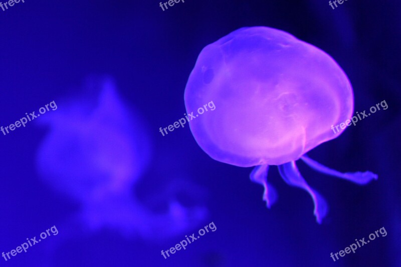 Jellyfish Sea Uv Marine Fauna Free Photos