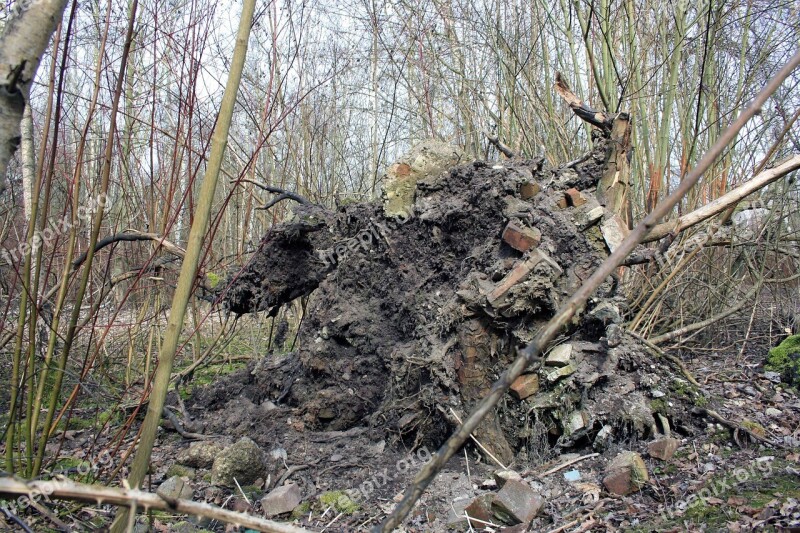 Root Uprooted Dying Tree Storm Damage Damage