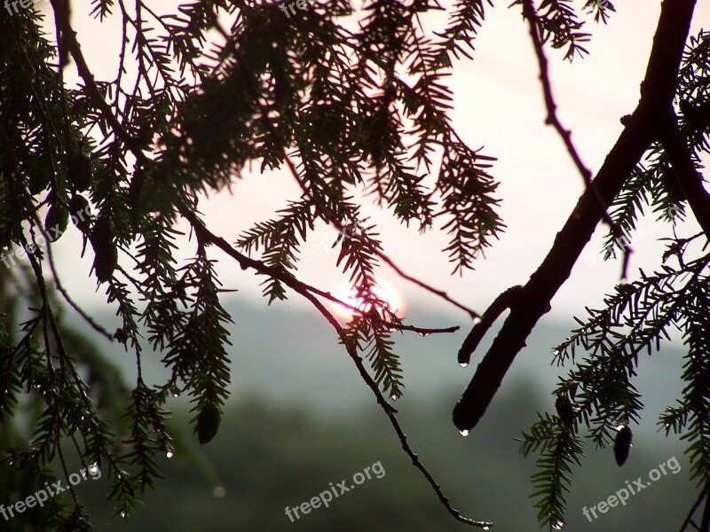 Sun Trees Raindrops Mist Tree