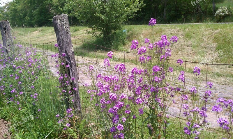 Fence Flowers Country Road Rural Road Rail Fence