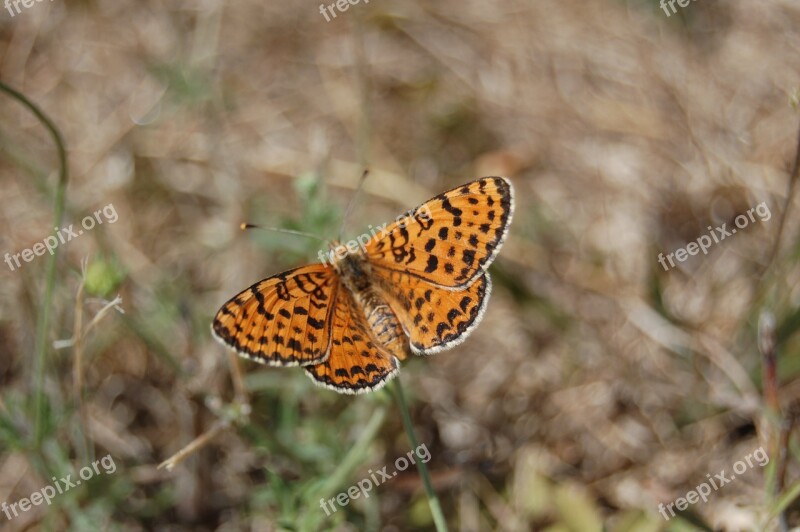 Butterfly Nature Insects Free Photos