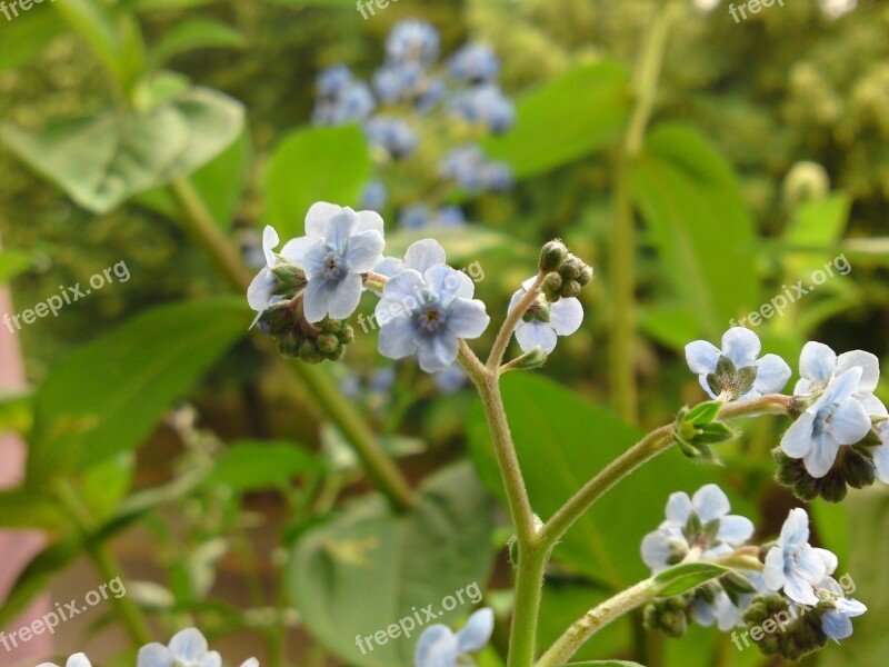 Flower White Light Blue Flora Sun