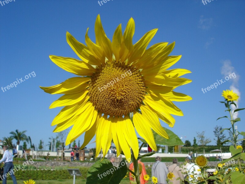 Sunflower Sunflower Seeds Plant Yellow Blossom