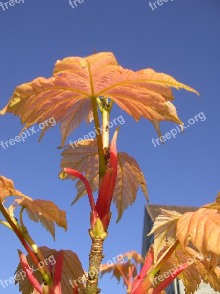 Plant Autumn Leaves Vine Abandoned