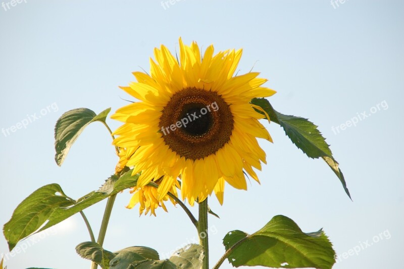 Sunflower Helianthus Sun Free Photos