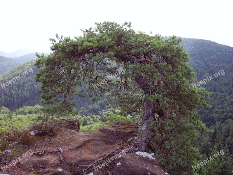 Pine Tree Palatinate Sand Stone Rock