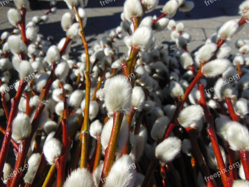 Willow Branches Goslings Salix Caprea Close-up Harbingers Of Spring