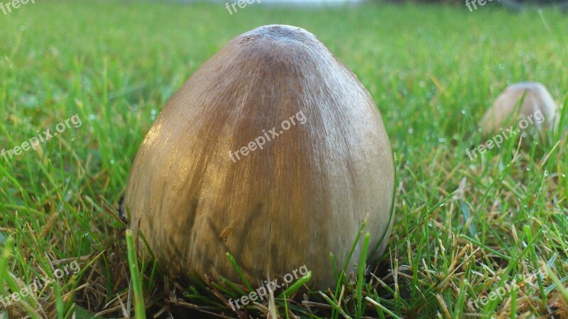 Mushroom Within The Grass Free Photos