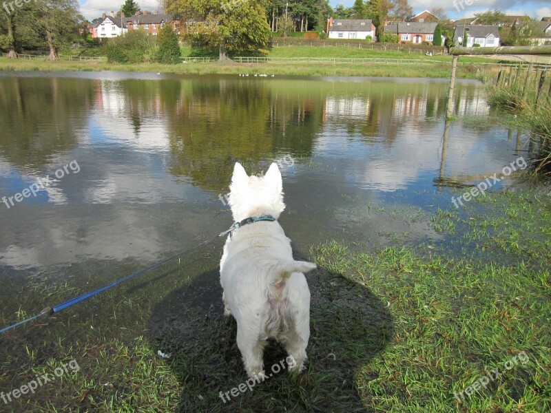 Dog Westie West Highland White Terrier Cute Pet