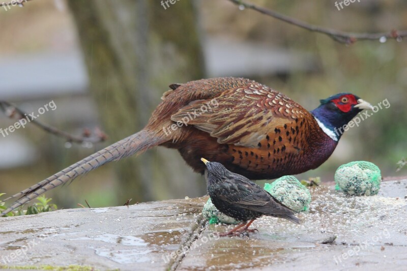 Pheasant Star Birds Winter Dress Plumage