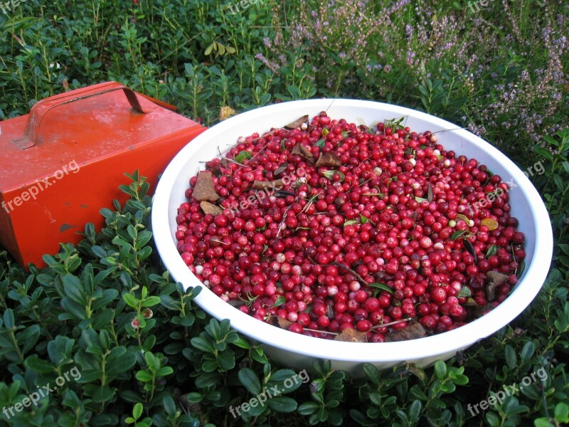 Lingon Rice Berry Pickers Mixing Bowl Autumn