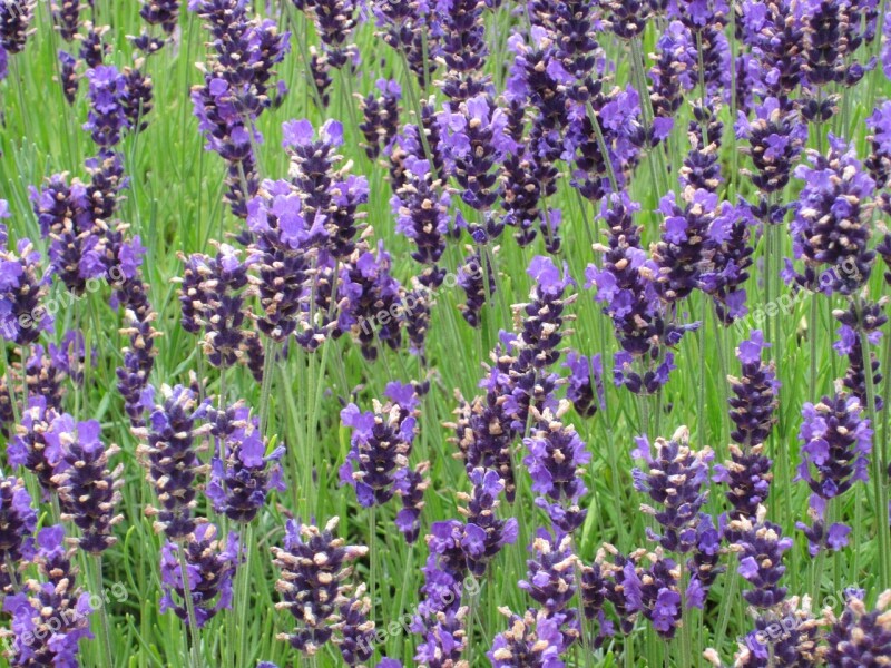 Lavender Purple Lavender Bunch Flower Blossom