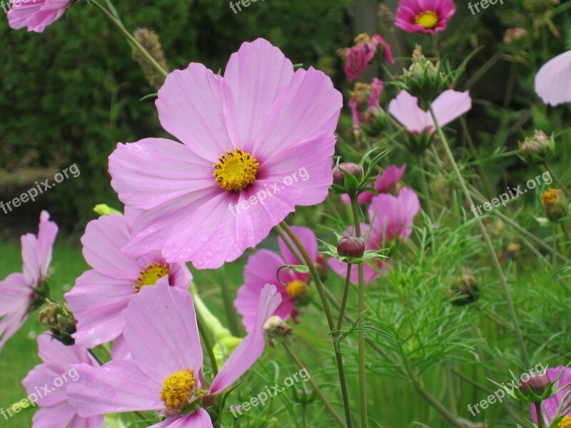 Flower Pink Bright Bloom Rural