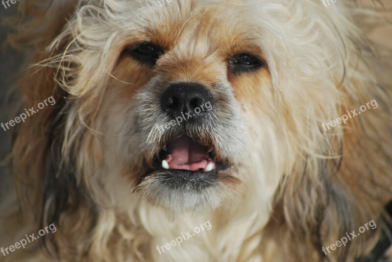 Tired Dog Male Sleepy Shaggy Fur