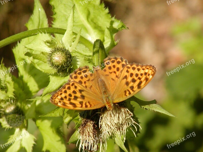 King Coat Butterfly Insect Animal Summer