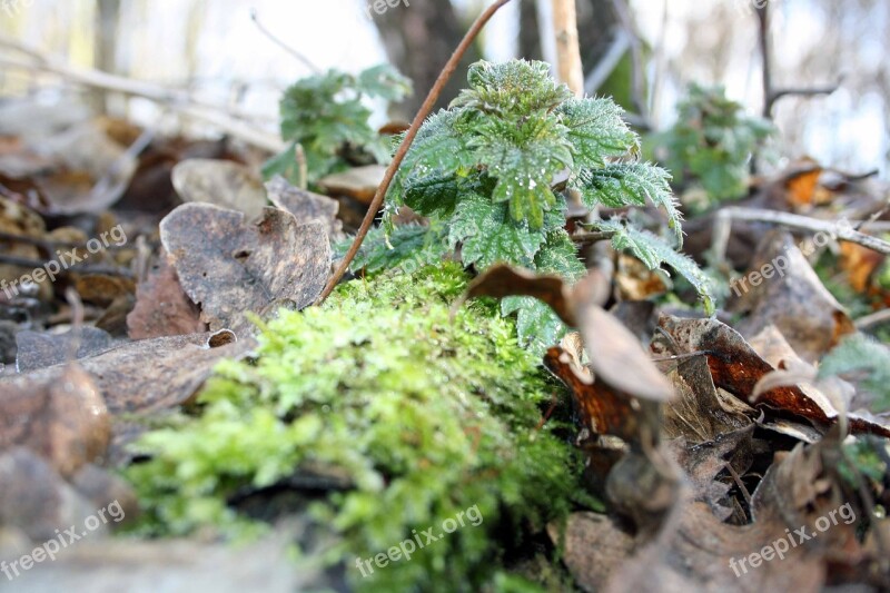 Stinging Nettle Plant Forest Floor Free Photos