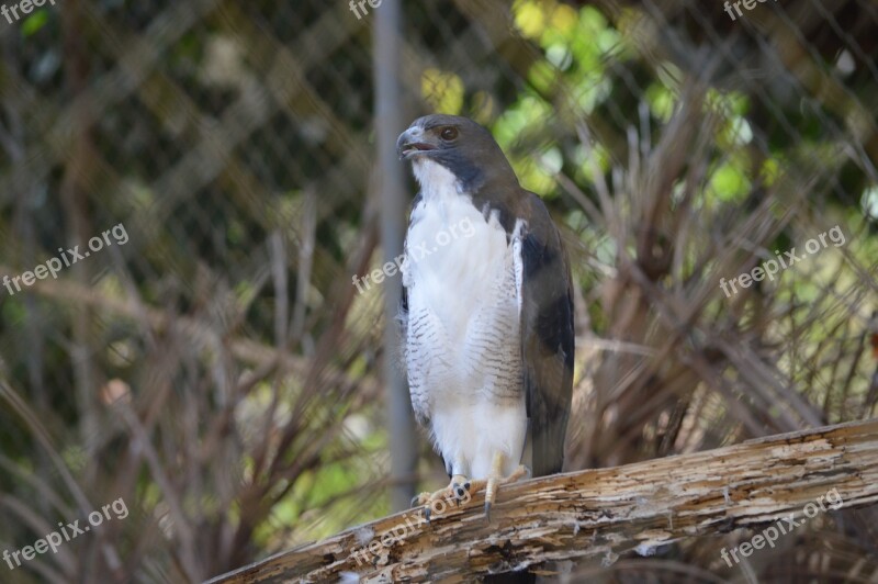 Gavião Bird Wildlife Salvador Bahia