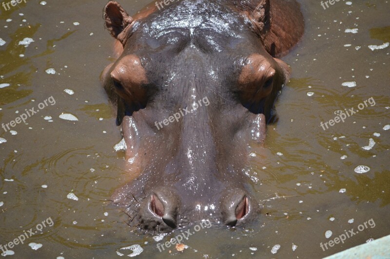 Hippo Animal Zoo Salvador Bahia