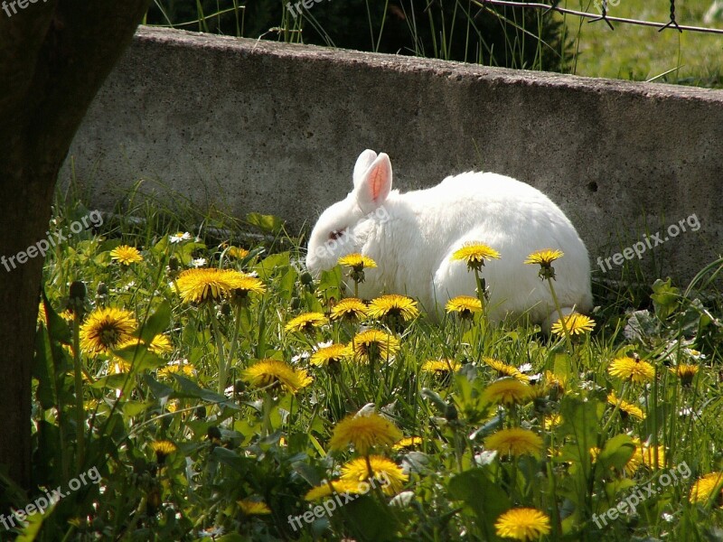 Stunted Rabbit On The Fence Animal Spring