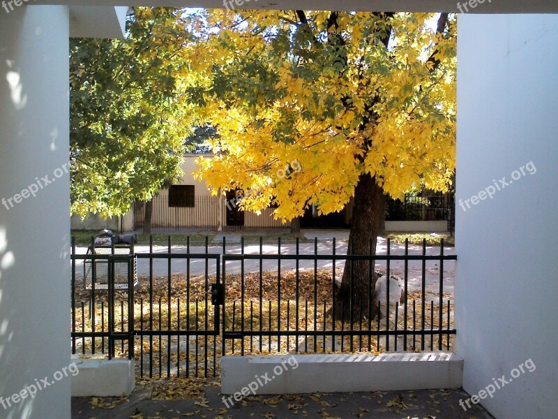 Golden Autumn Autumn Leaves Trees Free Photos