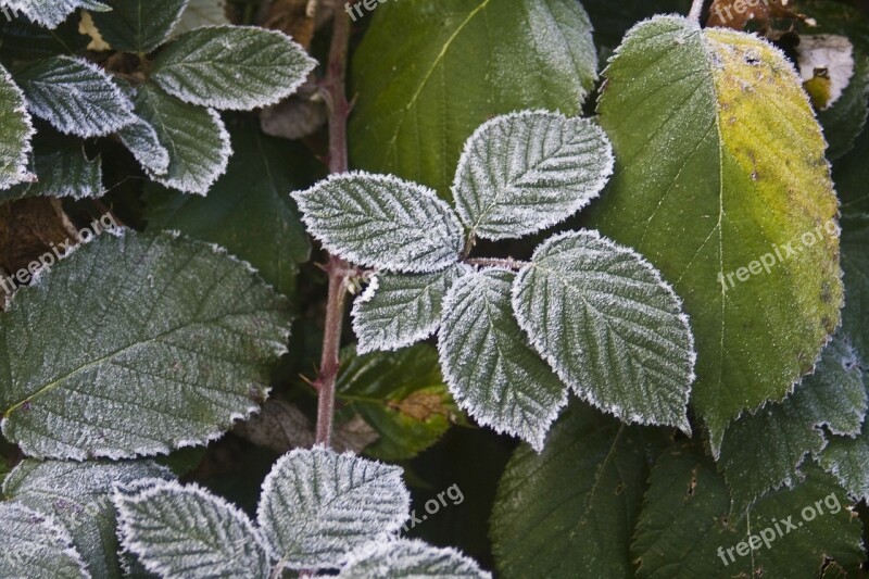 Blackberry Hoarfrost Cold Frost Frozen