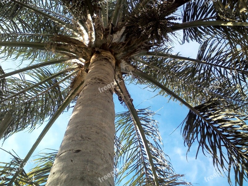 Palm Tree Sky Leaves Free Photos