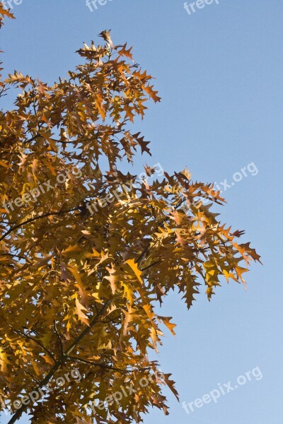 Emerge Leaves Oak October Autumn