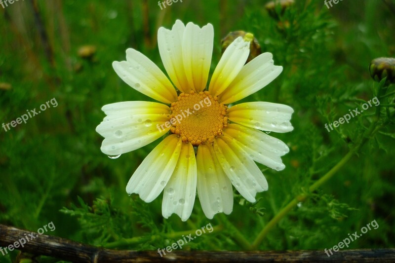 Daisy Field Rain Drops Yellow