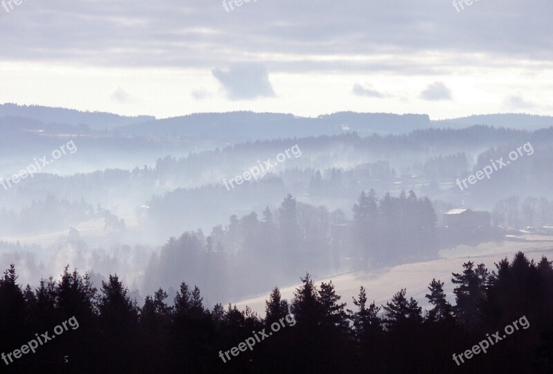 Forest Pine Nature Wood Mountains