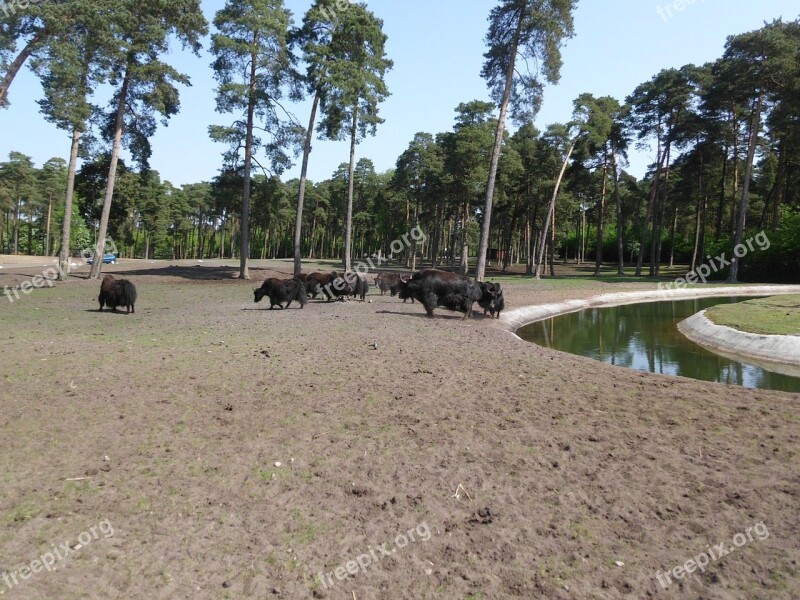 Animals Serengeti Zoo Buffalo Sand