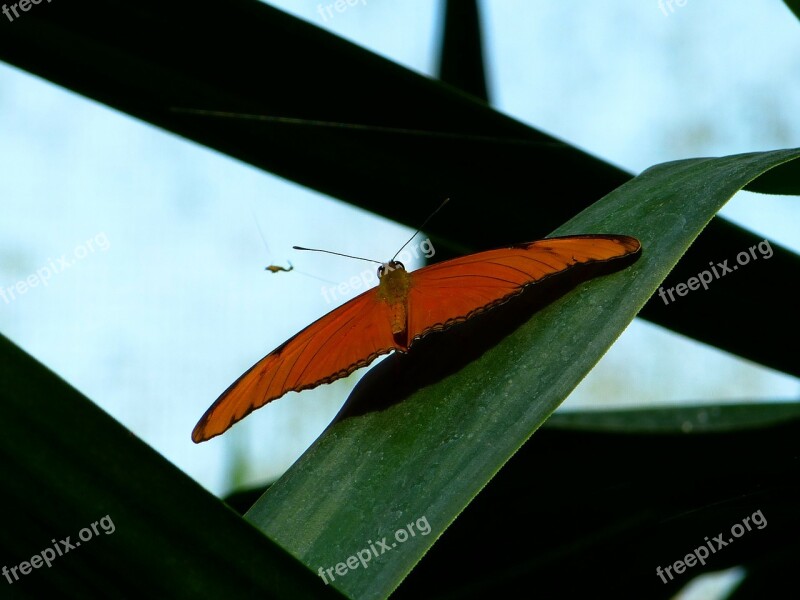 Butterfly Flying Wing Animal Insect